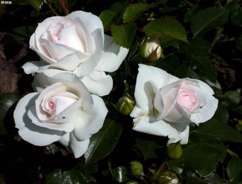 Rosa 'Aspirin Rose'® | Bodendeckerrose 'Aspirin Rose'®