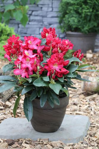 Rhododendron hybrida | Großblumige Alpenrose 'Junifeuer'