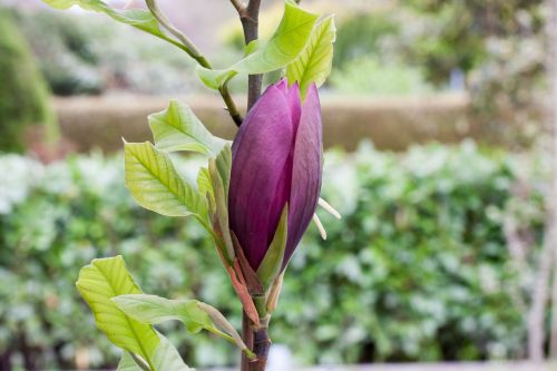 Magnolia soulangiana | Magnolie 'Black Beauty'