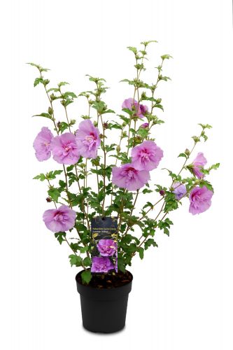 Hibiscus syriacus | Roseneibisch 'Lavender Chiffon'®