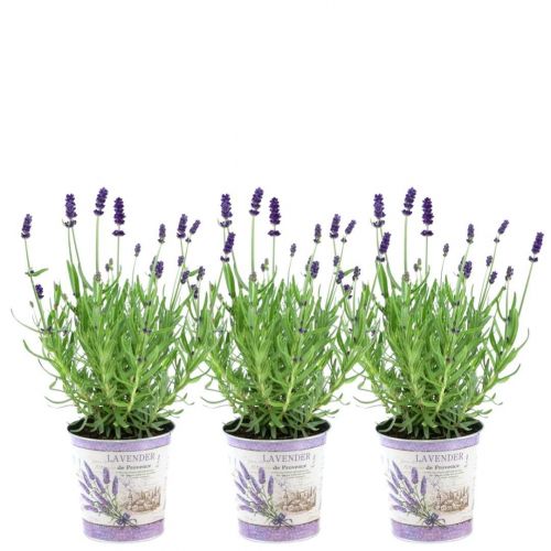 Plants by Frank - Lavandula angustifolia Felice® im Dekotopf 'Lavender print' - 13 cm Topf - Set mit 3 echten Lavendeln im Dekotopf