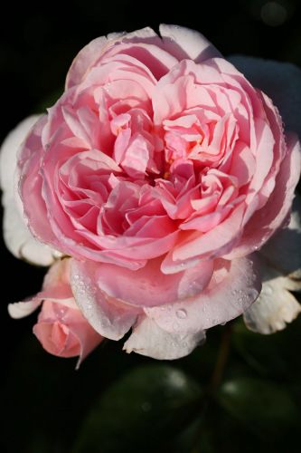 Rosa 'Souvenir de Baden-Baden'® | Edelrose 'Souvenir de Baden-Baden'®