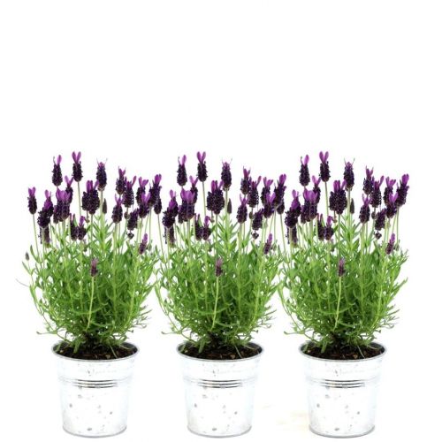 Plants by Frank - Lavandula stoechas Anouk® im Dekotopf 'Old Look' - 13 cm Topf - 3er-Set Französischer Lavendel im Dekotopf