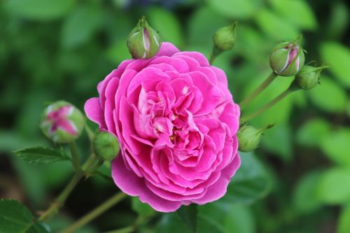 Rosa 'Heidi Klum-Rose'® | Beetrose 'Heidi Klum'®