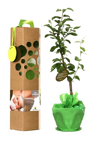 Taufbaum als Geschenk | Oliven | mit persönlichem Text