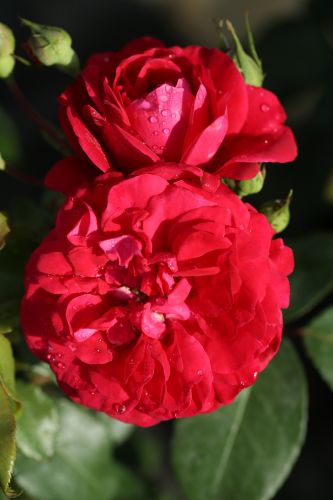 Rosa 'Rouge Meilove'® | Beetrose 'Rouge Meilove'®