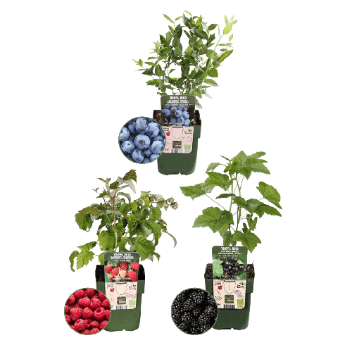 "Fruchtenparty" BIO Obstpflanzen set im mix von 3 verschiedene Sorten