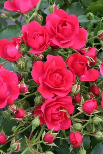 Rosa 'Gärtnerfreude'® | Bodendeckerrose 'Gärtnerfreude'®