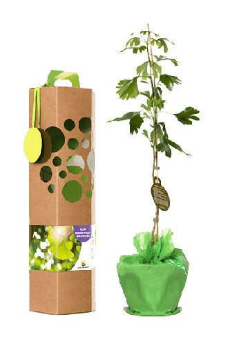 Gute Besserungsbaum | Magnolien | mit persönlichem Text