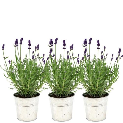 Plants by Frank - Lavandula angustifolia Felice® im Dekotopf 'Old Look' - 13 cm Topf - Set mit 3 echten Lavendeln im Dekotopf