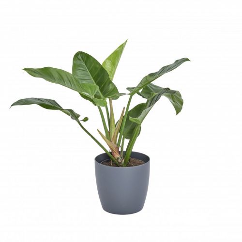 Philodendron - Philodendron Imperial Green 60cm