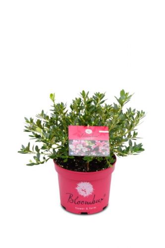 Zwerg-Rhododendron 'Bloombux'® magenta