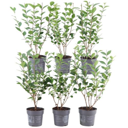 Plants by Frank - 1 Meter Ligusterhecke - Ligustrum Ovalifolium - Pflanzenset mit 6 winterharten Heckenpflanzen - Halb-immergrüne Hecke - Direkt von der Gärtnerei geliefert
