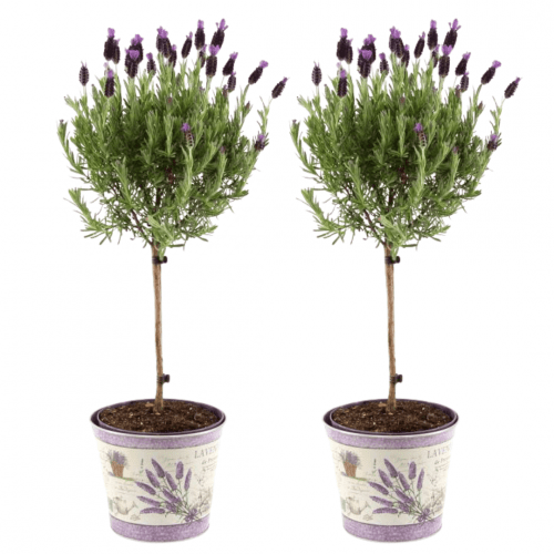 Plants by Frank - Lavandula stoechas Anouk® auf im Dekotopf mit Lavendeldruck - 15 cm Topf - 2er-Set Französischer Lavendel auf Stamm im Dekotopf