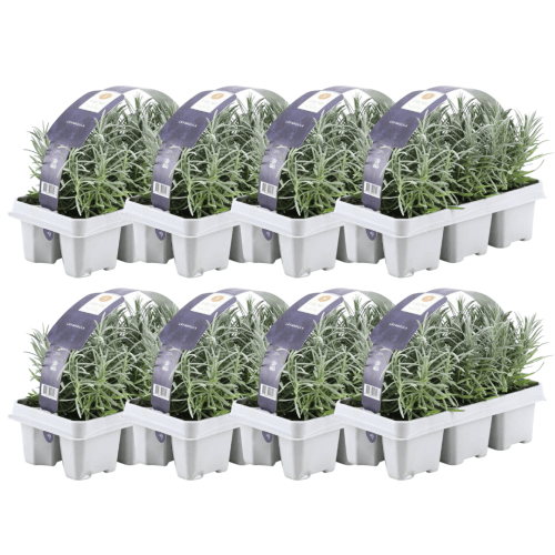 8 x 6er set Lavendel angustifolia - 48 x Ø7 cm - ↕15 cm - Lavendelpflanzen winterhart - Frisch aus der Gärtnerei geliefert