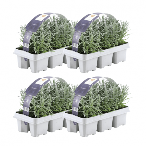 4 x 6er set Lavender angustifolia - 24 x Ø7 cm - ↕15 cm