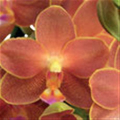 Phalaenopsis Belladoro1