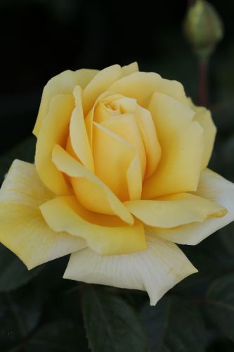 Rosa 'Winter Sun'® | Edelrose 'Winter Sun'®