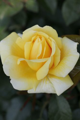 Rosa 'Avec Amour' ® | Edelrose 'Avec Amour' ®