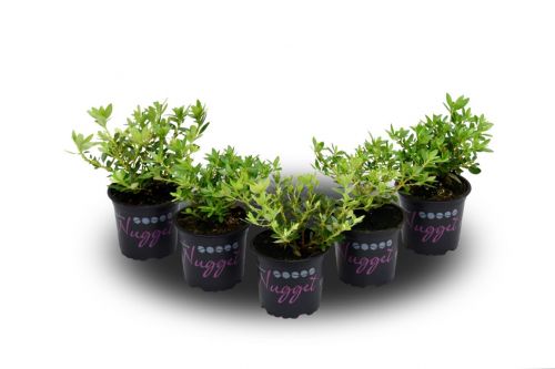 Zwerg-Rhododendron 'Nugget by Bloombux'® pink 5er Set