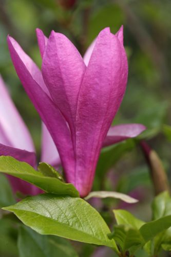 Magnolia liliiflora | Magnolie 'Susan'