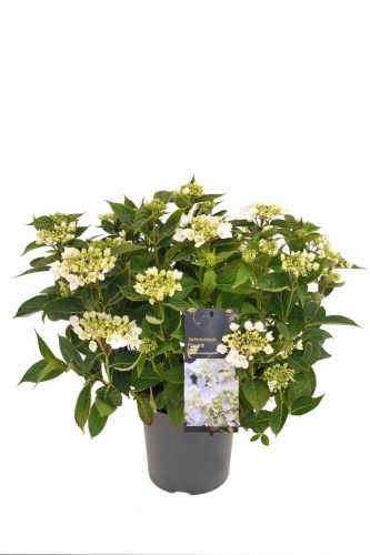 Hydrangea macrophylla x serrata | Gartenhortensie 'Cloudi'®