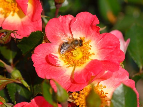 Rosa 'Bienenweide®Bicolor' | Beetrose 'Bienenweide®Bicolor'