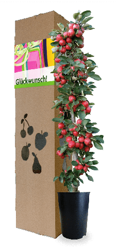 MiniTree | Glückwunschbaum | Apfel | mit persönlichem Text