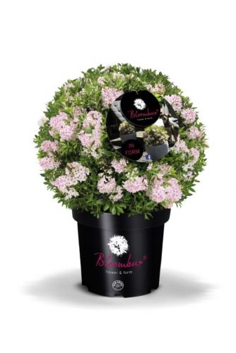 Zerg-Rhododendron 'Bloombux'®-Kugel pink