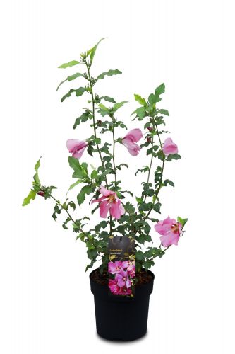 Hibiscus syriacus | Garteneibisch 'Woodbridge'