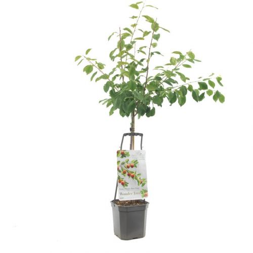Prunus domestica 'Victoria' | WUNDERBAUM | Ø 24 cm
