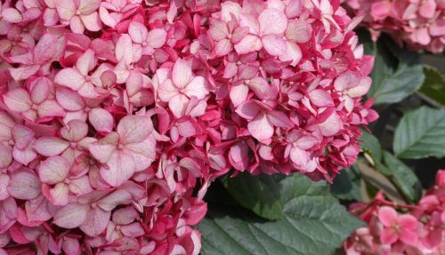 Hydrangea arborescens | Schneeballhortensie 'Ruby Annabelle'®