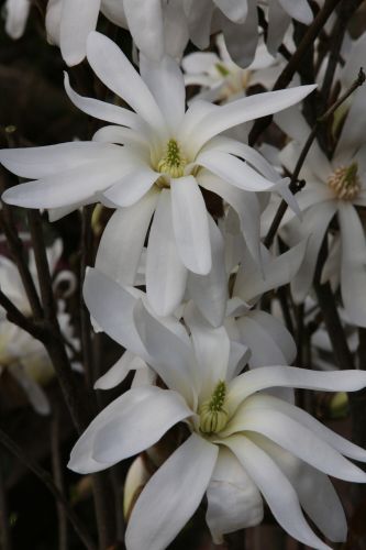 Magnolia stellata | Sternmagnolien-Stämmchen