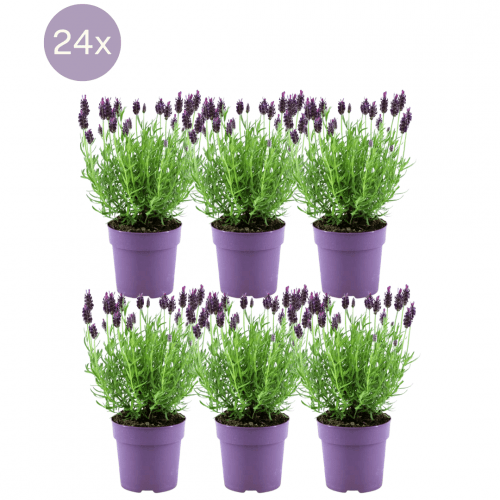 Plants by Frank - Lavandula stoechas Anouk® - 12 cm Topf - Set mit 6 französischen Lavendelpflanzen