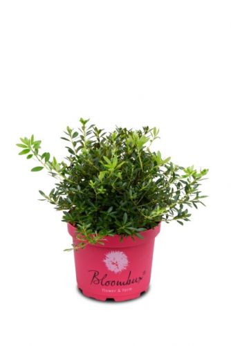 Zwerg-Rhododendron 'Bloombux'® magenta