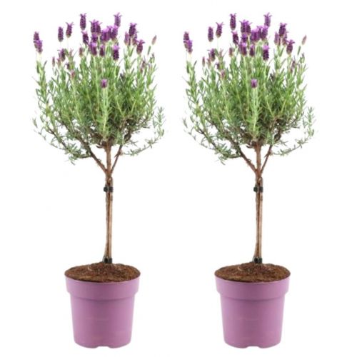 Plants by Frank - Lavandula stoechas Anouk® auf Stamm - 15 cm Topf - 2er Set Französischer Lavendel auf Stamm