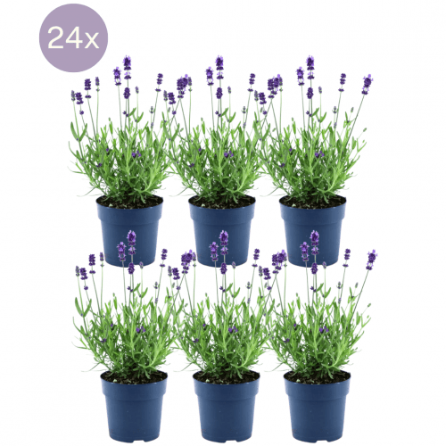 Plants by Frank - Lavandula angustifolia Felice® - 12 cm Topf - Set mit 6 echten Lavendelpflanzen