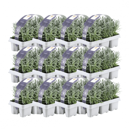 12 x 6er set Lavendel angustifolia - 72 x Ø7 cm - ↕15 cm - Lavendelpflanzen winterhart - Frisch aus der Gärtnerei geliefert