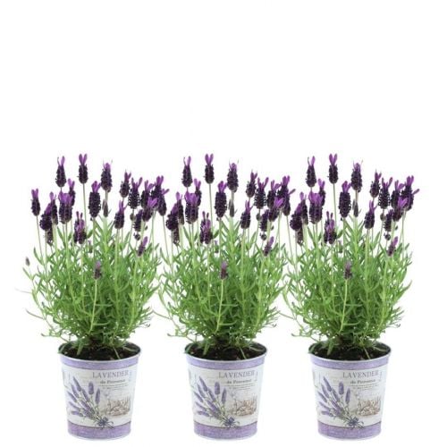 Plants by Frank - Lavandula stoechas Anouk® im Dekotopf 'Lavenderprint' - 13 cm Topf - 3er-Set Französischer Lavendel im Dekotopf
