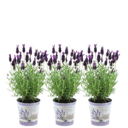 Plants by Frank - Lavandula stoechas Anouk® im Dekotopf 'Lavenderprint' - 13 cm Topf - 3er-Set FranzÃ¶sischer Lavendel im Dekotopf