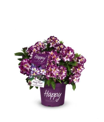 Großblumige Alpenrose 'Happy Dendron'® Pushy Purple