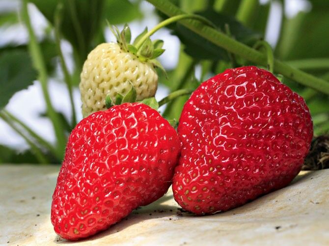 Rote Erdbeeren