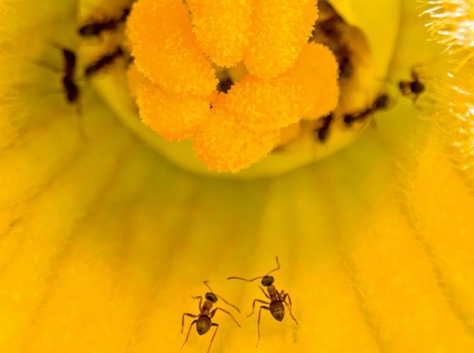 Ameisen in Blüte