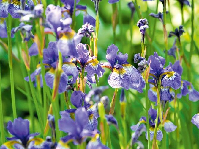 Wasserstauden Blaue Iris