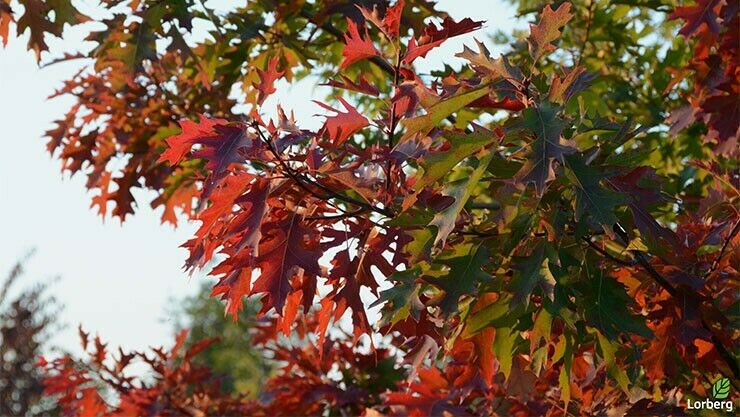 Quercus Palustris im Indian Summer