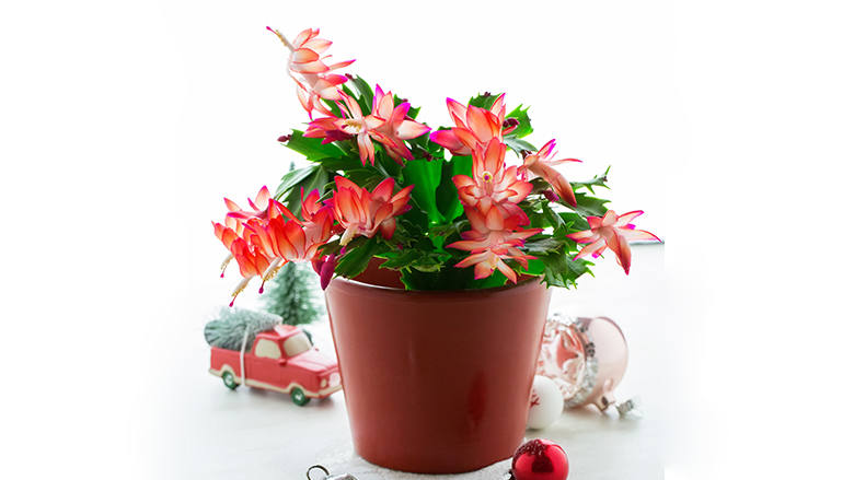 Weihnachtskaktus (Schlumbergera) 