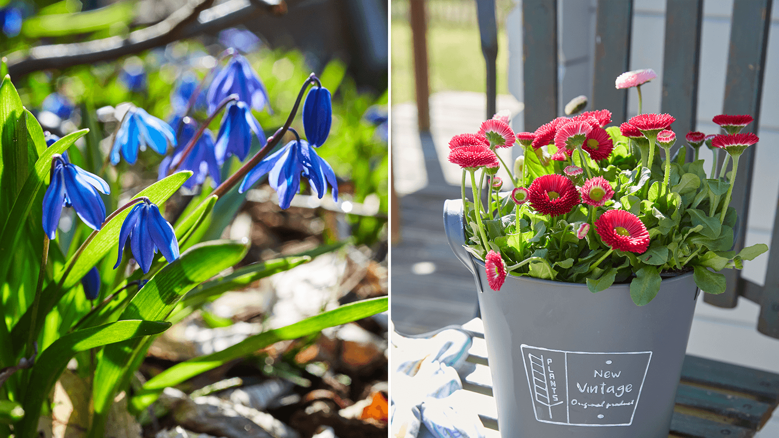 Blaue und rote Frühlingsblumen