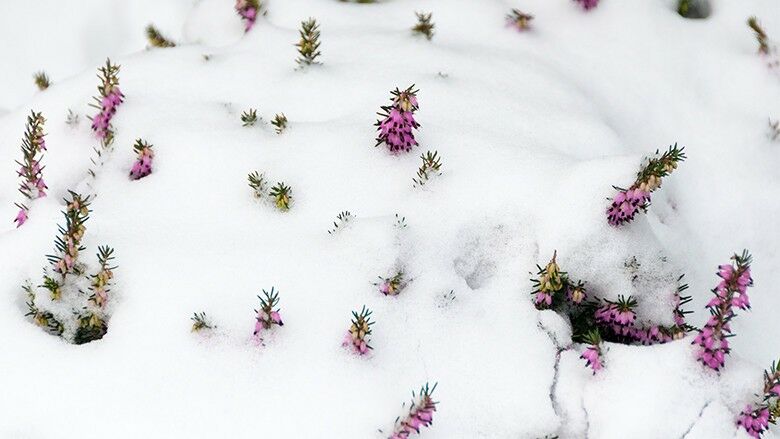 Winterheide (Erica carnea) im Schnee