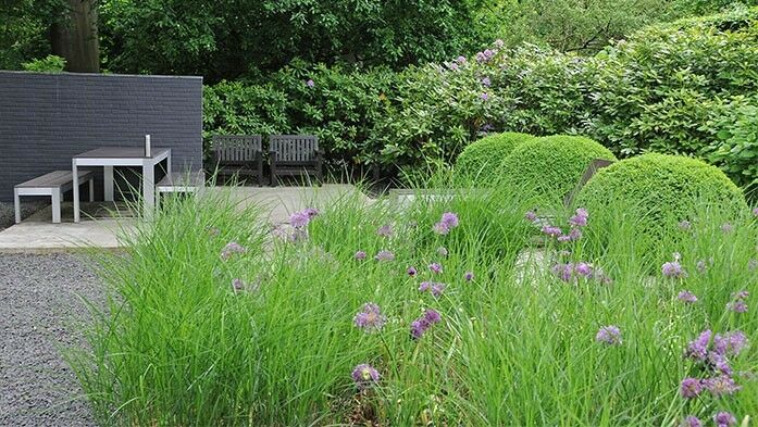 Allium Purple Sensation im Garten