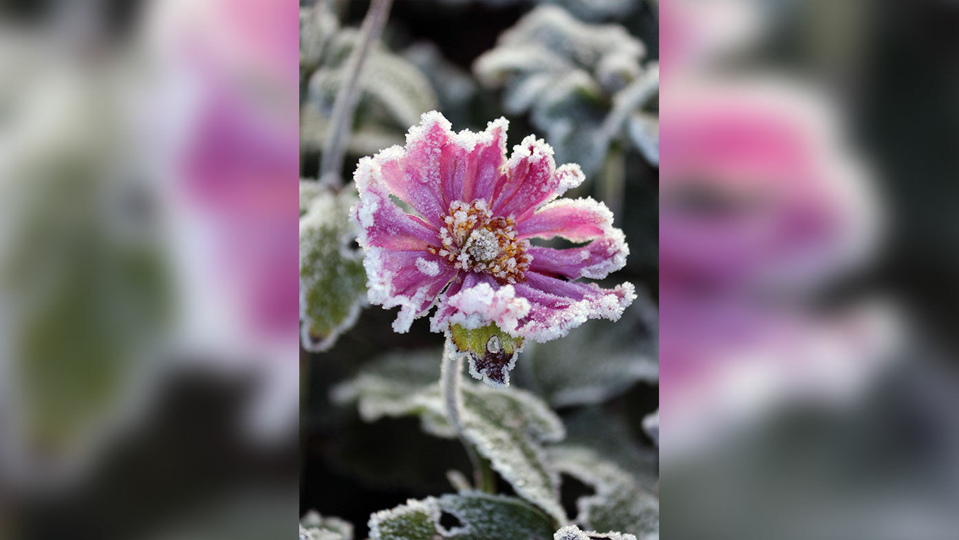 Frostige Anemone Hybrid